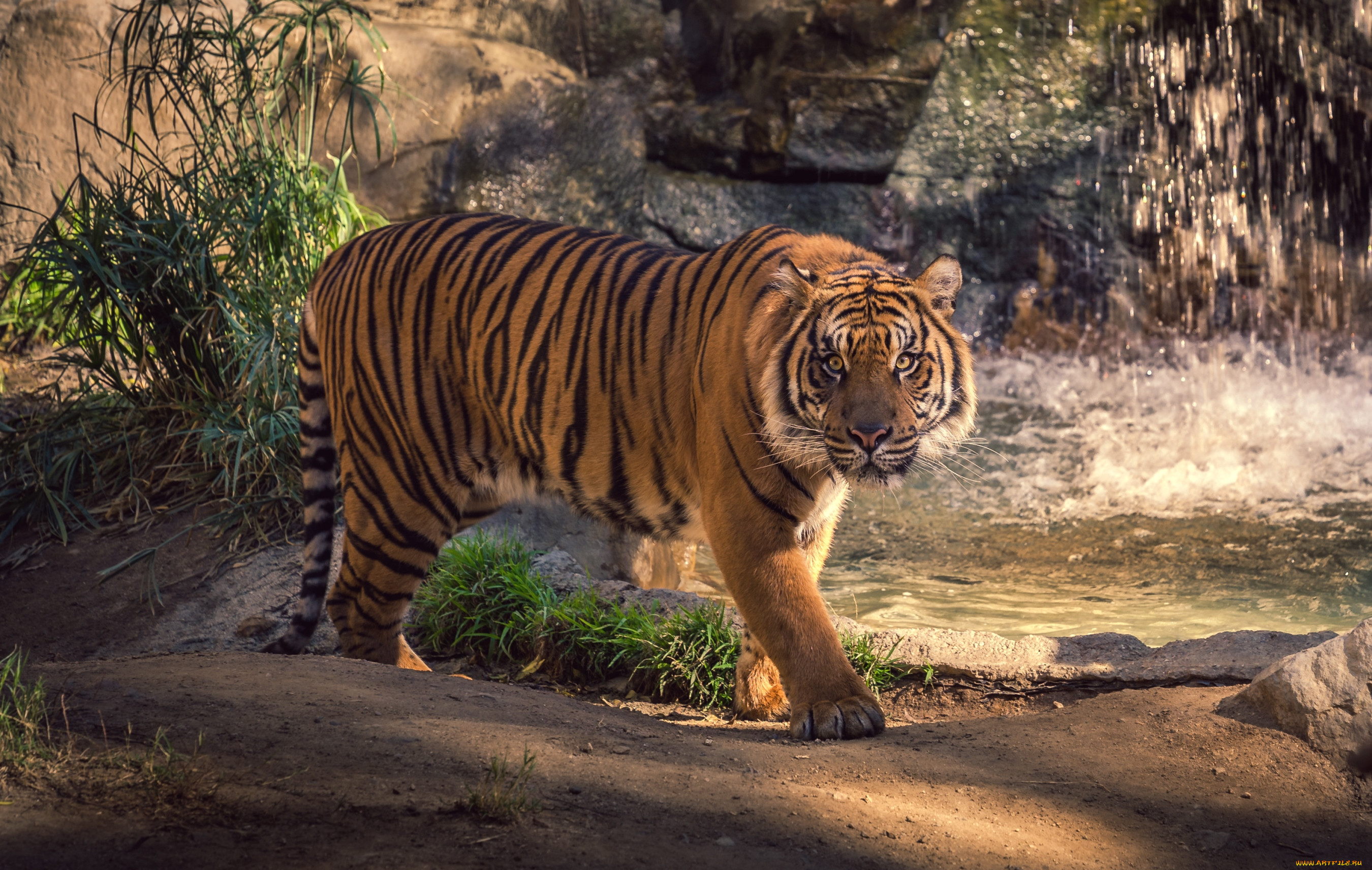 Animals org. Тайгер тигр. Туранский тигр. Туранский тигр фото. Тигр в дикой природе.
